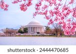 Washington, DC at the Tidal Basin and Thomas Jefferson Memorial during cherry blossom festival in spring season.