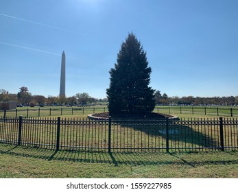 Washington, DC / US - November 06, 2019: White House Christmas Tree Outside Prior To Decoration With The Washington Monument In The Background