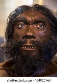 homo heidelbergensis