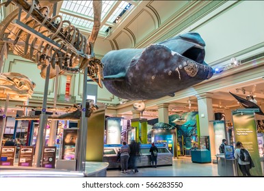WASHINGTON, D.C., USA - December 14, 2016: Whale model at Ocean Hall of The National Natural History Museum of the Smithsonian Institution