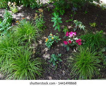 Washington, DC / USA - June 6 2019: Beautiful Plants In Smithsonian Garden