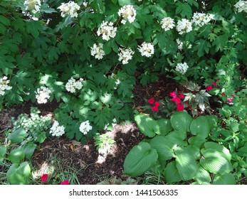 Washington, DC/ USA - June 6 2019: Beautiful Plants In Smithsonian Garden