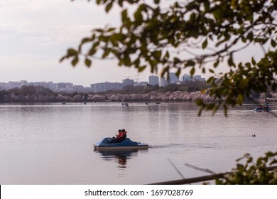 Washington, D.C. / USA - March 18, 2020: The Tidal Basin On The National Mall Is Famous For Its Blooming Yoshino Cherry Blossom Trees. A Couple Enjoys A Romantic Afternoon On A Paddle Boat.