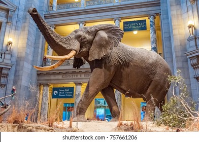WASHINGTON DC, USA - March 26,2013 : The African Elephant in the Museum of Natural History in WASHINGTON DC.