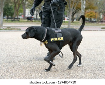 WASHINGTON DC, USA - NOV 24, 2018: Police Dog