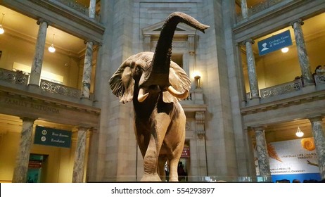 WASHINGTON DC, USA - September 25,2016 : The African Elephant in the Museum of Natural History in WASHINGTON DC.