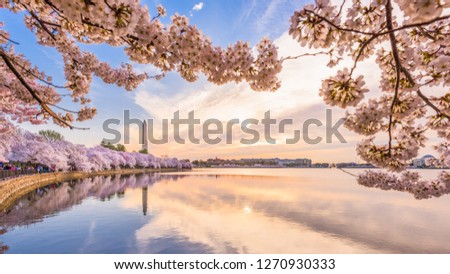 Washington DC, USA in spring season at the tidal basin. 