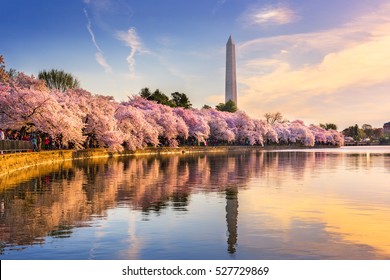 Washington DC, USA at the tidal basin with Washington Monument in spring season. - Shutterstock ID 527729869