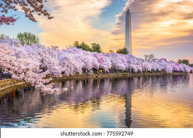 Washington DC, USA at the tidal basin with Washington Monument in spring season. - Shutterstock ID 775592749