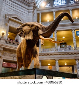 WASHINGTON D.C.,USA - AUGUST 11,2016 : Main Hall at the National Museum of Natural History in Washington D.C.