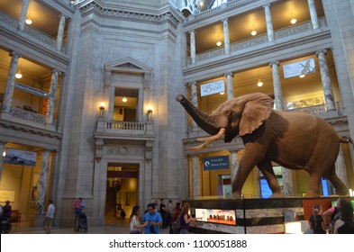 WASHINGTON D.C.,USA - May 7,2018 : Main Hall At The National Museum Of Natural History In Washington D.C.