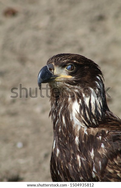 Washington Golden Eagle Closeup Profile Stock Photo Edit