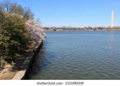 Washington Monument Cherry Blossoms Pink Scenic View DC