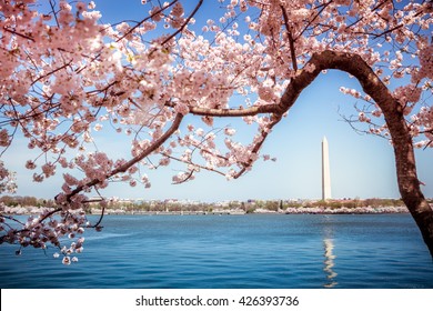 Washington Monument In Washington DC Surrounded By Flowering Japanese Cherry Blossom Trees In Spring On The Tidal Basin