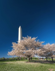 The Washington Monument Stands Tall With Cherry Blossoms At Peak At Its Base With A Deep Blue Sky.