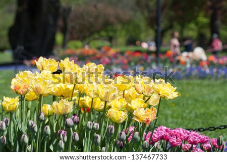 Washington Park in Albany, New York ready for the Tulip Festival.