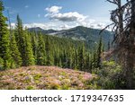 The Washington Section of the Pacific Crest Trail in the North Cascades with view of the mountains and pines.