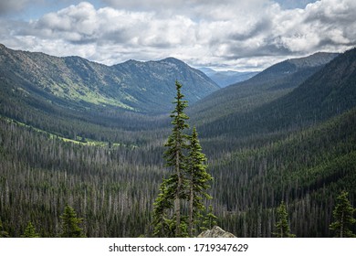 The Washington Section of the Pacific Crest Trail in the North Cascades with view of single evergreen pine overlooking vast pine covered valley.