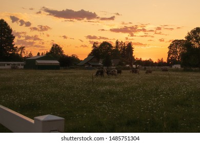 Washington State Battle Ground Sunset On A Farm