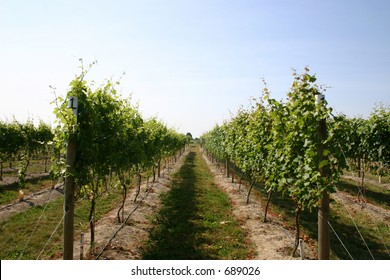 Washington State Chardonnay Vineyard