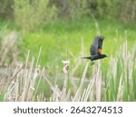 Washington State, Juanita Bay Park. Male red-winged blackbird flying over cattail plants