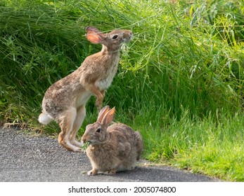 Washington State. Rabbits, Eastern cottontail eating