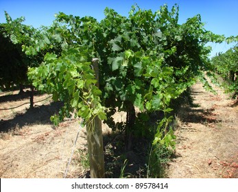 Washington State Vineyard Grapes