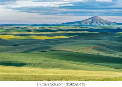 Washington State, Whitman County. Palouse farm fields and Steptoe Butte - Shutterstock ID 2142520671
