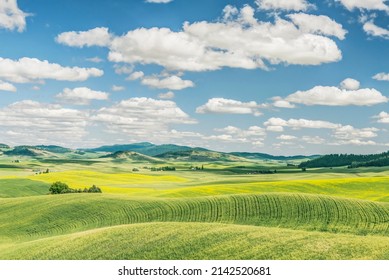 Washington State, Whitman County. Palouse Farm Fields