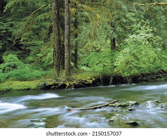 Washington, USA - July 22, 2006: Summer view of rainforest trees with green moss and water torrent at the valley of Olympic National Park
