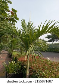 Washingtonia filifera, the desert fan palm, California fan palm, or California palm, is a flowering plant in the palm family Arecaceae, native to the far southwestern United States and Baja California
