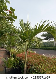 Washingtonia filifera, the desert fan palm, California fan palm, or California palm, is a flowering plant in the palm family Arecaceae, native to the far southwestern United States and Baja California