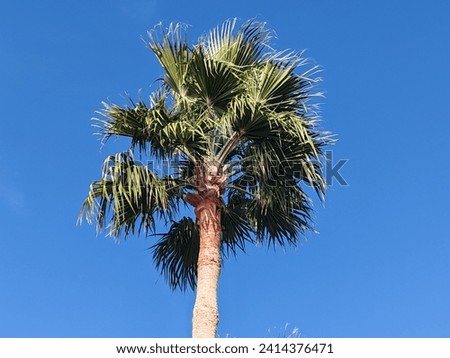 Washingtonia robust or Mexican fan palm,  washingtonia palm tree top view, Palm tree with their leaves 
