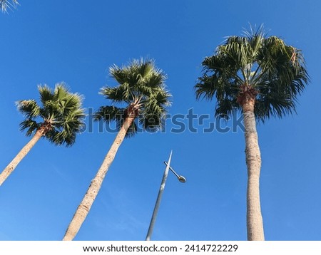 Washingtonia robust or Mexican fan palm,  washingtonia palm trees top view, Palm trees full view with their leaves, Washingtonia Palm 