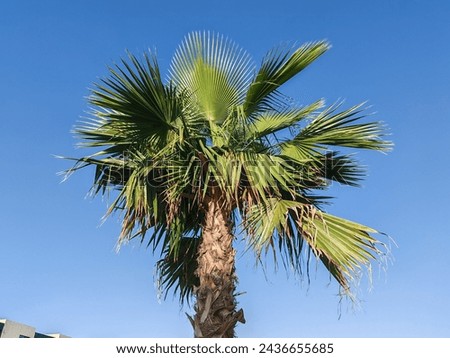  Washingtonia robust or Mexican fan palm Trees, Washingtonia Palm tress,. View of Palm tree with SKY background, Arabic washingtonia robust or Mexican fan palm tree