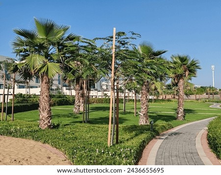 Washingtonia robust or Mexican fan palm Trees, Washingtonia Palm tress,. View of Palm tree with SKY background, Arabic washingtonia robust or Mexican fan palm tree