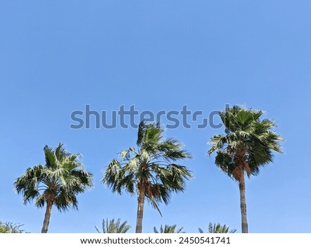 Washingtonia robust or Mexican fan palm, washingtonia palm trees top view, Palm trees full view with their leaves, Washingtonia Palm. Arabic Date tree 