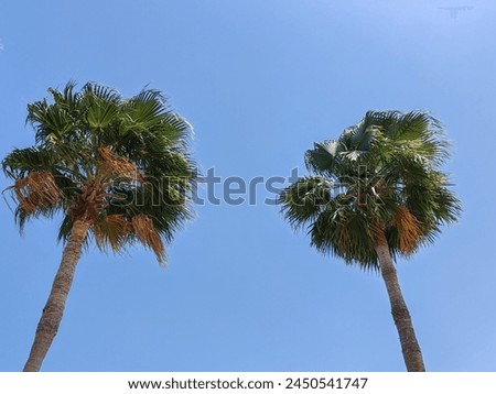 Washingtonia robust or Mexican fan palm, washingtonia palm trees top view, Palm trees full view with their leaves, Washingtonia Palm. Arabic Date tree 