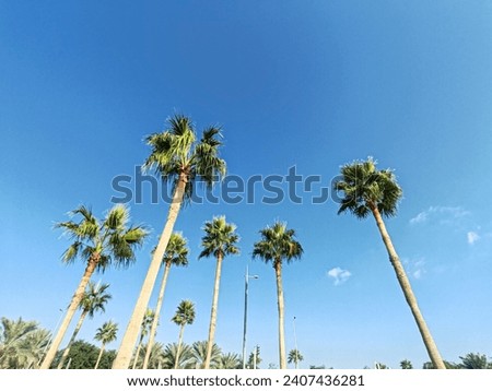 Washingtonia robusta or Mexican fan palm, Washingtonia Pam Tree top view with Blue SKY background