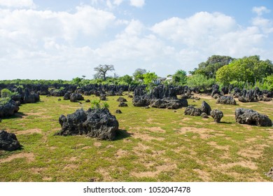 Wasini Island In Kenya. Dead Coral Forest. Coral Rocks.