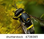 Wasp