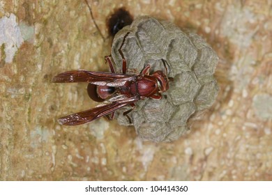 wasp