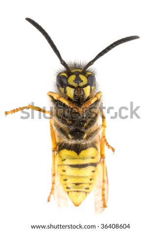 Wasp