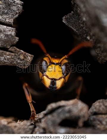Wasp Antenas Predator Insect Bug 
