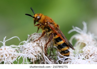 A wasp is any insect of the narrow-waisted suborder Apocrita of the order Hymenoptera which is neither a bee nor an ant.