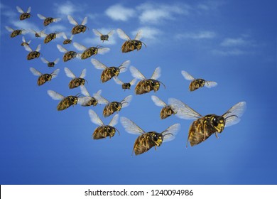 wasp attack swarm hunt nest wasp nest queen hornet