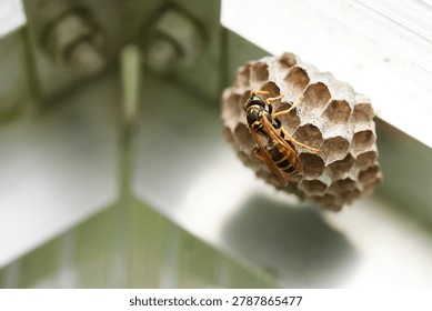 a wasp or bee building her hexagonal hive nest in greenhouse