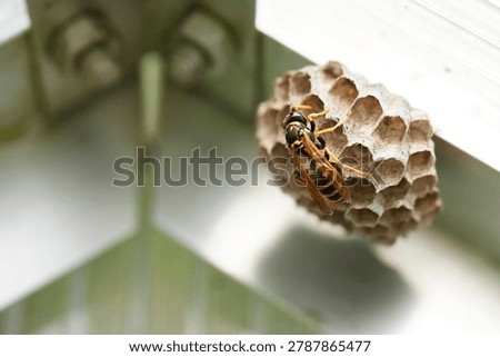 a wasp or bee building her hexagonal hive nest in greenhouse