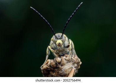 Wasp And Bee And Cuckoo Wasp 