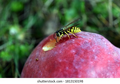 529 Pests fruit sting Images, Stock Photos & Vectors | Shutterstock